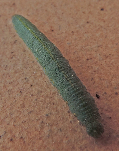 Un bruco verde - Pieris rapae, Pieridae